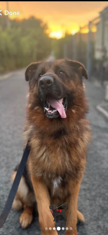 KC Registered German Shepard