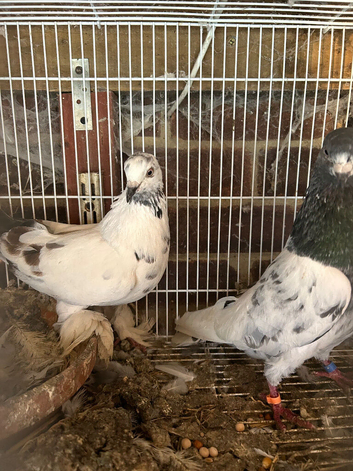 Free 20 pigeons