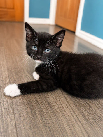 4 kittens