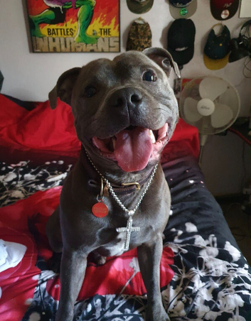 STUD 7th GENERATION BLUE STAFFY LOKI...