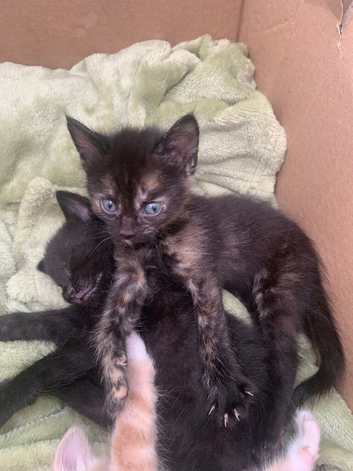 2 gorgeous kittens looking for there forever homes