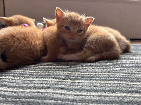 Kittens for sale