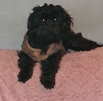 I have 4 Beautiful Cockerpoo x Poodle puppies