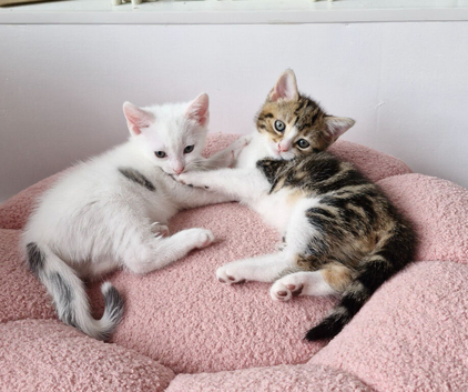 Kittens in Chorley