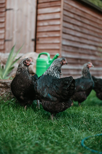 Point Of Lay Maran Hens