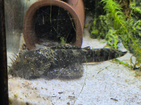 Breeding pair of Bristlenose plecs