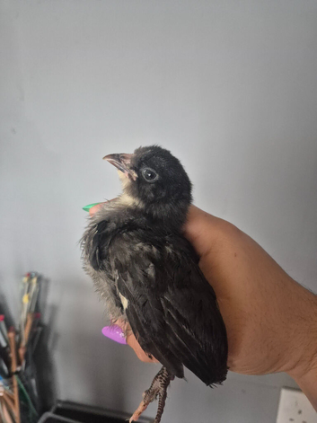 3 chicks needing a home with feed