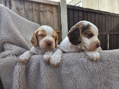 Kc registered cocker spaniels