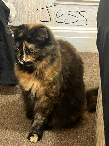 Cats named tinkerbelle and Jessie