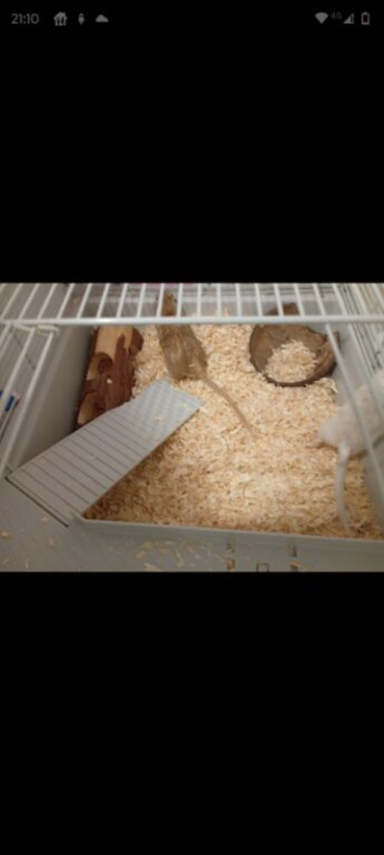 1x male 1x female gerbils male 1.5years female 9 months