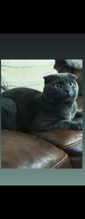 Stunning Male Scottish Fold