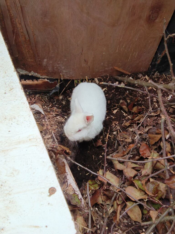 Snowball a pure Netherland Dwarf.
