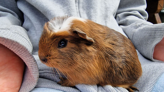 6 Baby boys California x guinea pig ip3