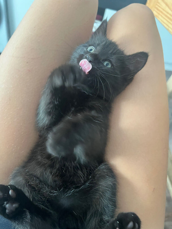 Tabby kitten