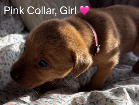 Red Fox Labradors for sale