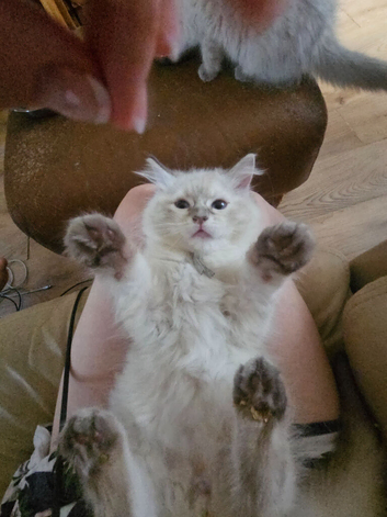 Ragdoll kittens