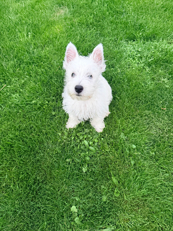 Our Final Westie Girl Are Looking for Loving Families ️