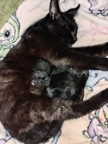 3 beautiful kittens for sale