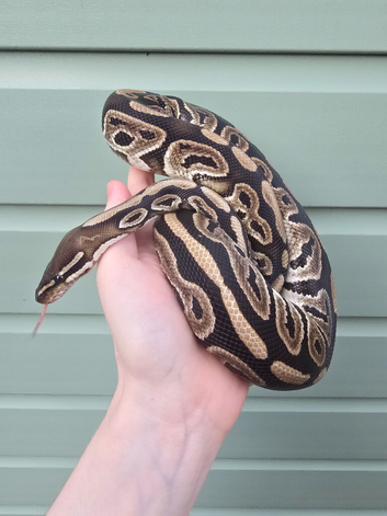 MJ axanthic ball python