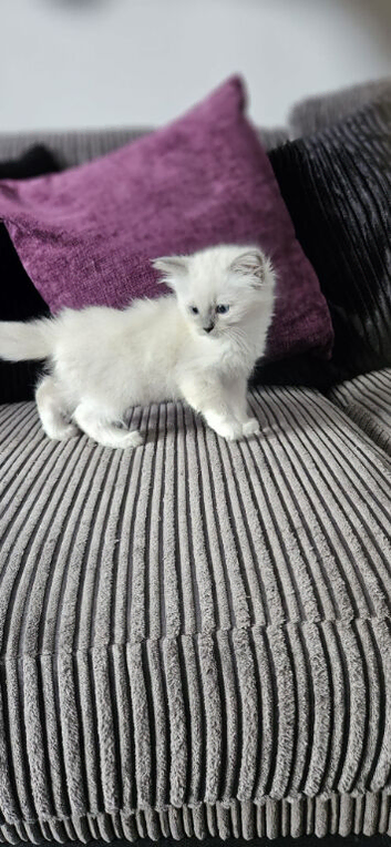 Stunning Ragdolls ready for new home