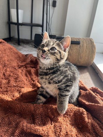 Tabby Kittens | 3 Available