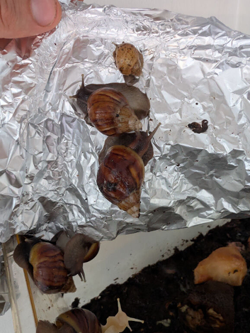 Giant African Land Snails