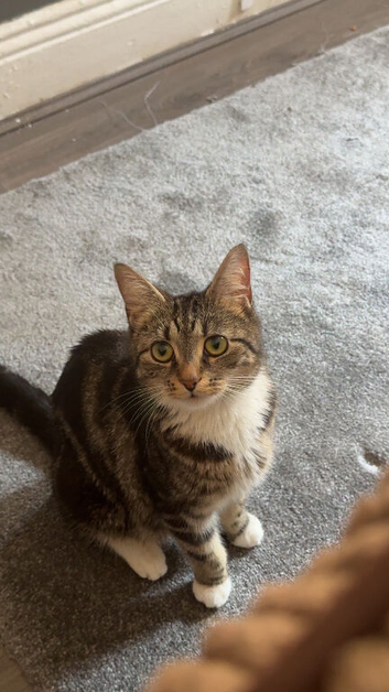 2 mixed breed kittens