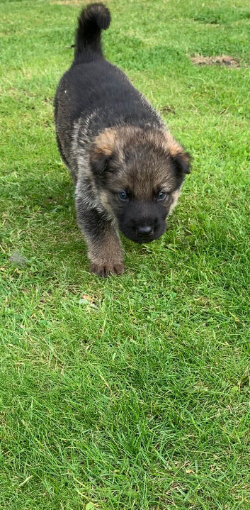 7 beautiful German shepherd puppies