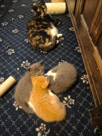 Three Lovely Female Kittens | Two Grey & One Ginger | Bristo
