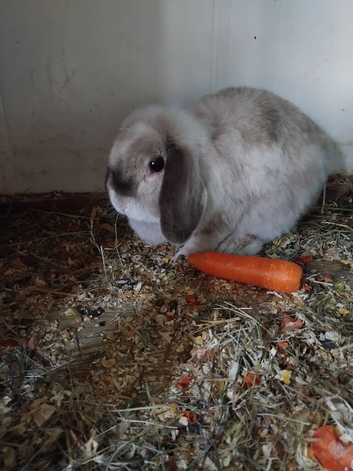 Female breeding lop