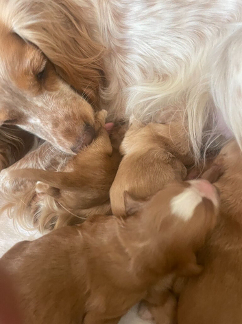 cocer spaniel puppies