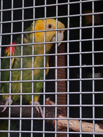 Amazon parrots