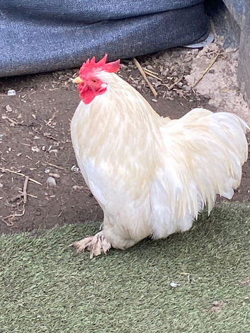 Pekin Bantam cockerels in need of new homes