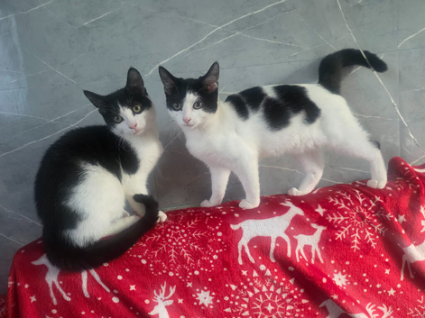 2 beautiful kittens