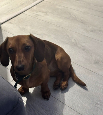 Marley needs a new home