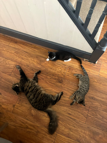 2x KITTENS MUST GO TOGETHER