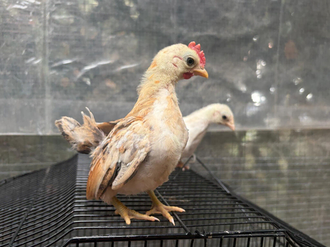 Serma and Serma x,s growers  ready for homes