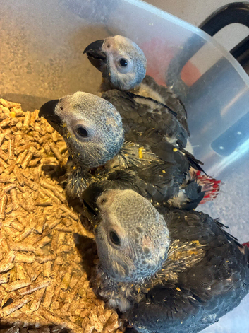 Baby african greys