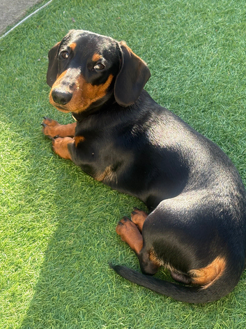 Black and Tan miniature dachshand for stud