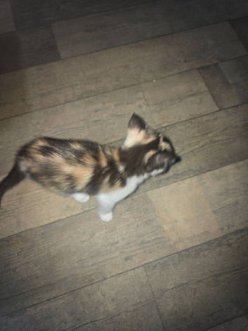 Ragdoll crossed Calico kitten