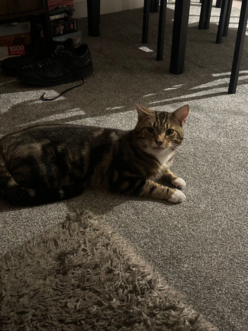 Looking to rehome