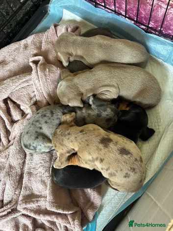 Title Beautiful Miniature Dachshund Puppies Dapple, Black & Tan, Lilac and Chocolate 2 Boys, 3 Girls
