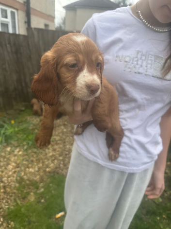 Cocker spaniels puppies