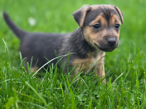Jack Russell puppy