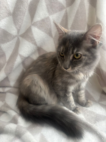 Norwegian Forrest Mainecoon