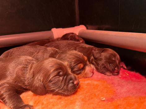 Gorgeous Chocolate working cocker pups