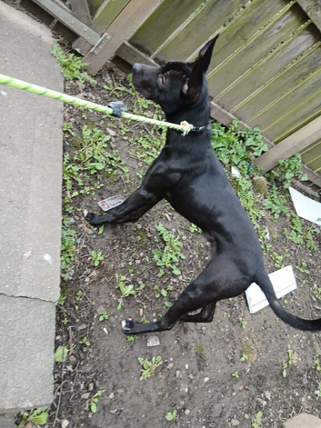 Mastiff cross collie