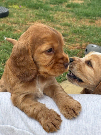 Beautiful Show Cocker Spaniel's