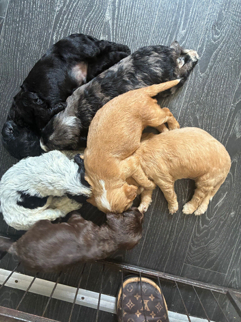 Cockapoo puppies