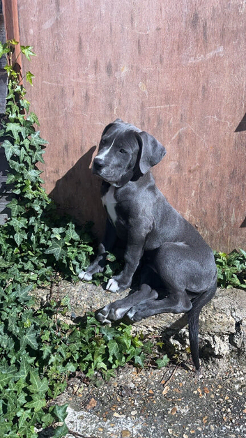 Cane corso 12 weeks